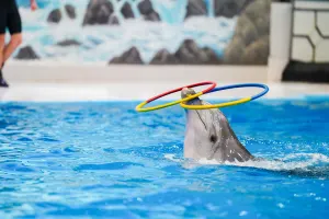 Dubai Dolphinarium Tickets
