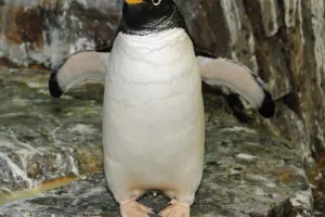 Central Park Zoo Tickets