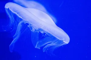 SEA LIFE Paris Aquarium Tickets