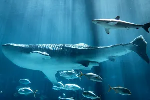 Georgia Aquarium Tickets