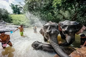 Elephant Jungle Sanctuary Chiang Mai Tours