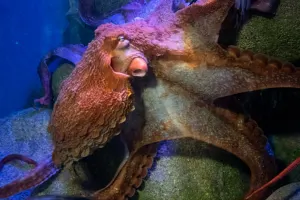 New York Aquarium Tickets