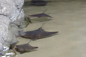 Aquarium of the Bay Tickets