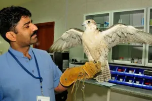 Falcon Hospital Abu Dhabi Tours