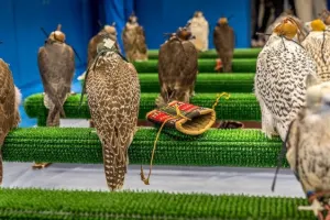 Falcon Hospital Abu Dhabi Tours
