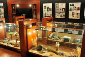 Falcon Hospital Abu Dhabi Tours