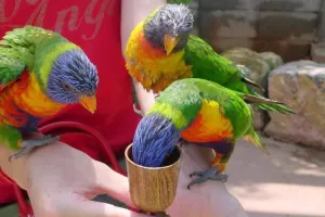 Okinawa Fruits Land Tickets