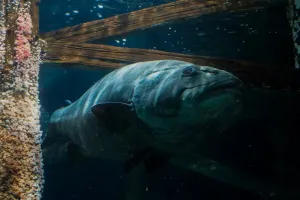 Aquarium of the Bay Tickets