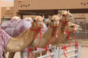 Al Ain City Tours