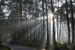 Alishan National Forest Recreation Area Tickets
