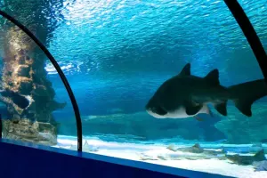 Antalya Aquarium Tickets