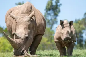 Australia Zoo Tickets