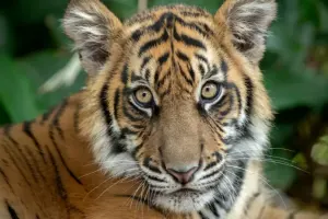 Australia Zoo Tickets
