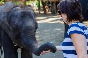 Elephant Jungle Sanctuary Chiang Mai Tours