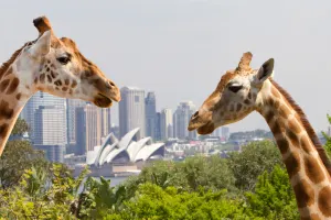 Go City Sydney Explorer Pass
