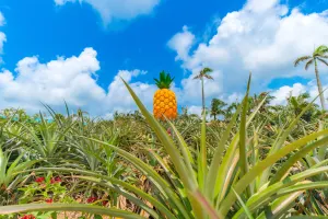 Nago Pineapple Park Tickets