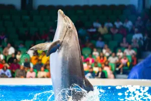 Dubai Dolphinarium Tickets