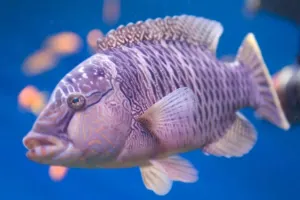 Aquarium Barcelona Tickets