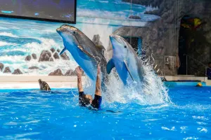 Dubai Dolphinarium Tickets