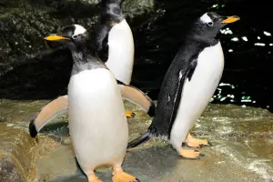 Central Park Zoo Tickets