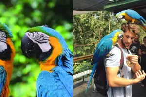 Birdworld Kuranda Tickets