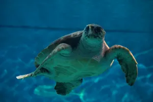 Sevilla Aquarium Tickets