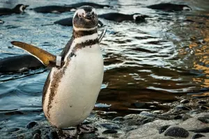 Aquarium of the Pacific Tickets