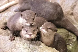 Enoshima Aquarium Tickets