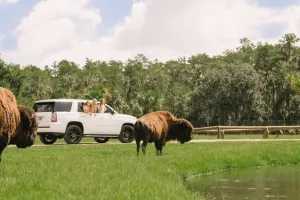 Wild Florida Safari Drive Thru Park Tickets