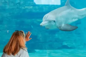 Clearwater Marine Aquarium Tickets