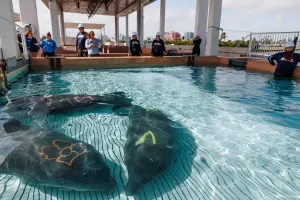 Clearwater Marine Aquarium Tickets