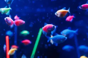 Clearwater Marine Aquarium Tickets