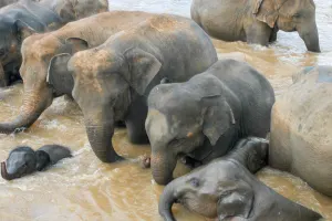 Elephant Jungle Sanctuary Chiang Mai Tours