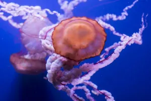 Sevilla Aquarium Tickets