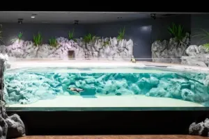 DMM Kariyushi Aquarium Tickets