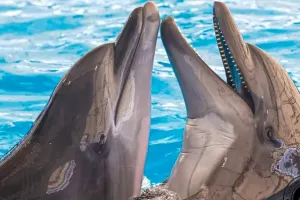 Dolphinarium Pattaya Tickets