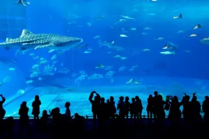 Dubai Aquarium Tickets
