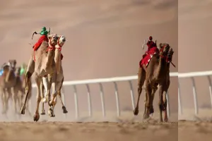 Dubai Desert Camel Safari