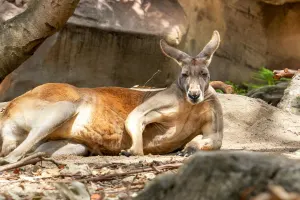 Taronga Zoo Sydney Tickets