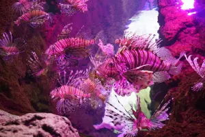 Sevilla Aquarium Tickets