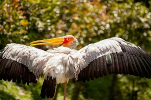 Kuala Lumpur Bird Park Tickets
