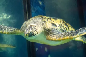 SEA LIFE Paris Aquarium Tickets