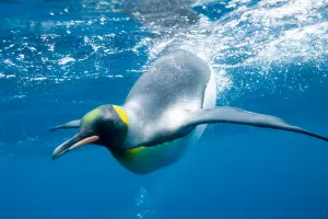 SEA LIFE Paris Aquarium Tickets