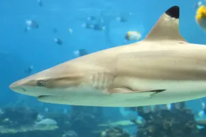 SEA LIFE Paris Aquarium Tickets