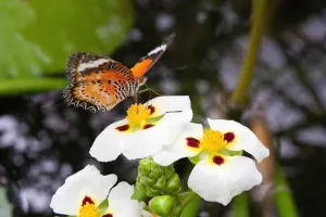 Entopia By Penang Butterfly Farm Tickets