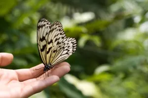 Entopia By Penang Butterfly Farm Tickets