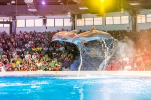 Dubai Dolphinarium Tickets