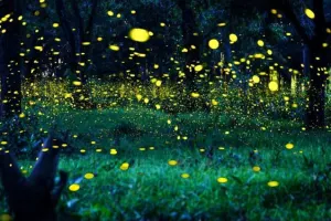 Fireflies Kuala Selangor Tours