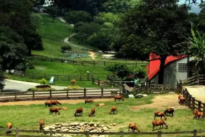 Flying Cow Ranch Tickets