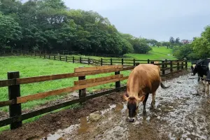 Flying Cow Ranch Tickets